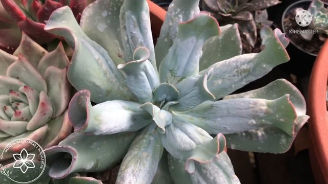 IDENTIFICANDO Mais De 25 Suculentas Com PRUINA - COMO Cultiva-las