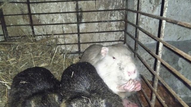 Нутрии и морозы... смотреть онлайн