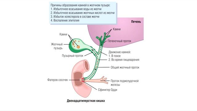 Лекция 20.1. Пищеварение. ЖКТ. Нормальная физиология. смотреть онлайн