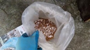 Выращивание грибов вешенка на опилках