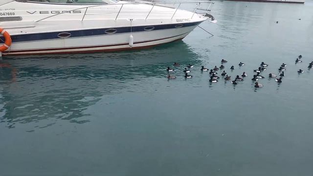 Набережная,Сочи,Морской вокзал,Россия,Sochi,Russia смотреть онлайн