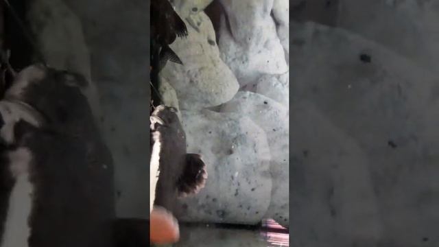 Кормление аквариумных рыбок. смотреть онлайн