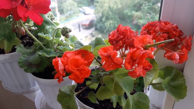 Старые сорта пеларгоний, но проверенные годами? Про тех, кого смело могу рекомендовать смотреть онлайн