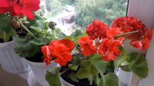 Старые сорта пеларгоний, но проверенные годами? Про тех, кого смело могу рекомендовать