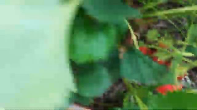 Сорт земляники Маэстро смотреть онлайн