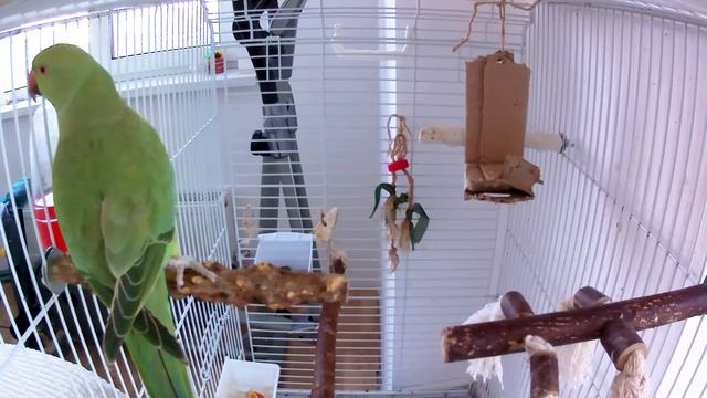 Ожереловый попугай Кира разговаривает