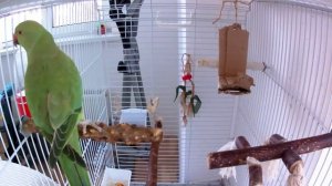 Ожереловый попугай Кира разговаривает