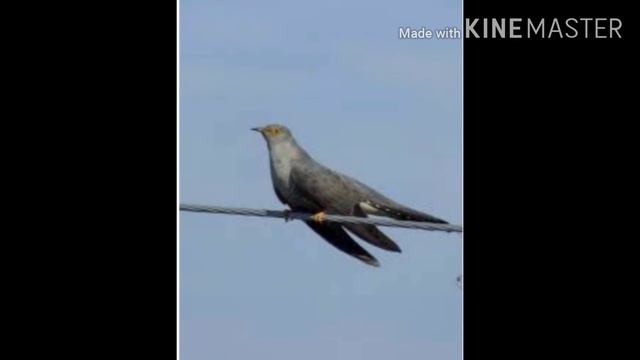 Күкүк смотреть онлайн