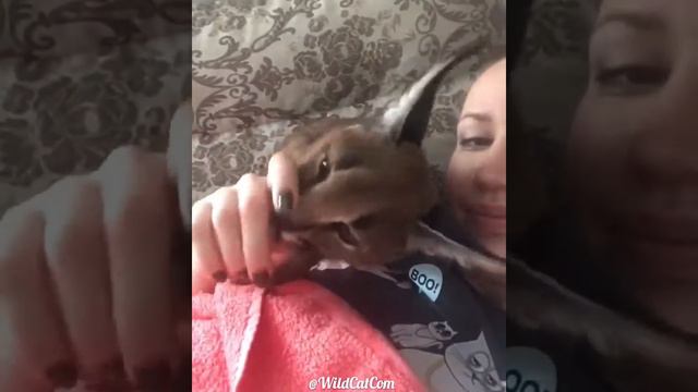 Каракал атакует. Caracal Attack