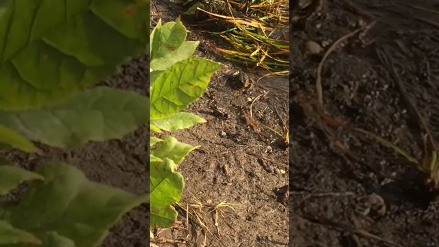 Лягушка путешественница... смотреть онлайн