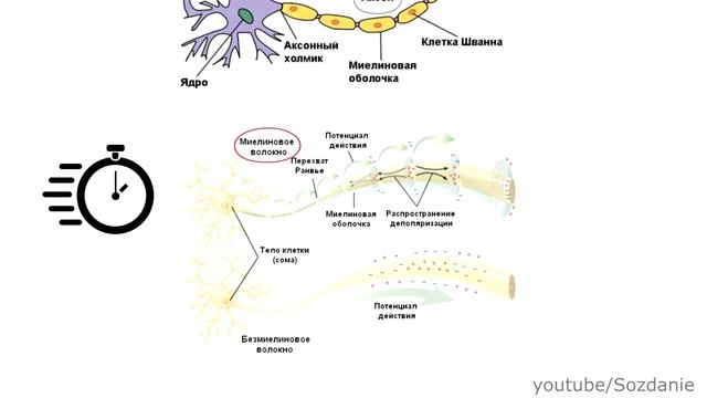 Потенциал действия Миелиновые и безмиелиновые нейроны смотреть онлайн