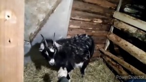 Новая коза не ест