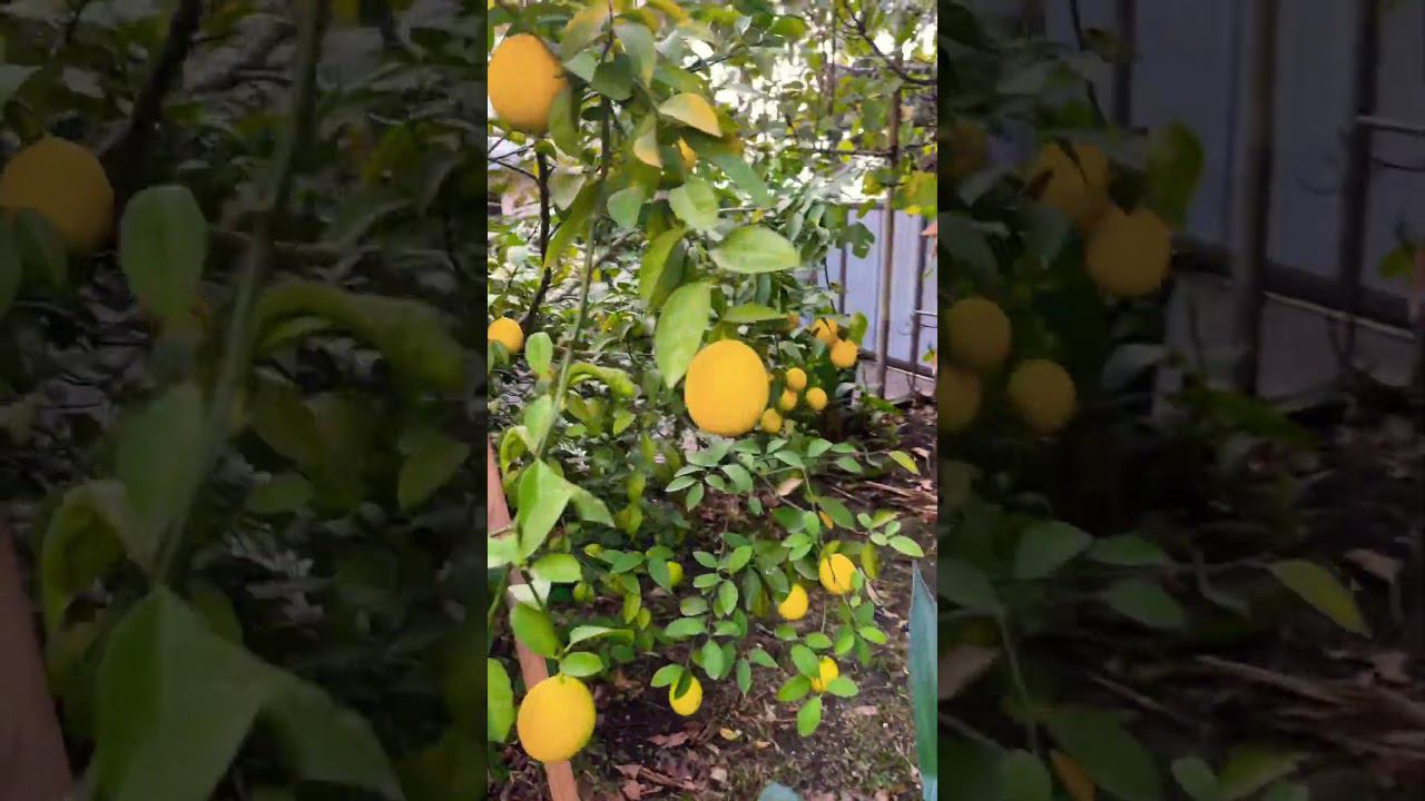 Лазаревское . Начался сезон лимонов и мандаринов в Сочи. #сочи #tiktok #подпишись #shorts смотреть онлайн