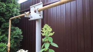 Метельчатая гортензия Дентель де Горрон