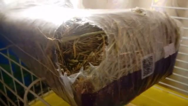 уборка в клетке у морских свинок смотреть онлайн
