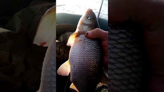 Рыбалка на Оке утро ловля Язя на горох смотреть онлайн