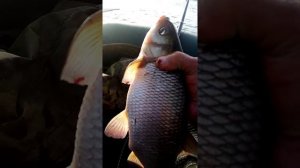 Рыбалка на Оке утро ловля Язя на горох