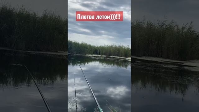 Ловля плотвы летом на опарыша)))!!! смотреть онлайн