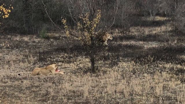 Экшн видео! Кормление львов не из прайда Чука! Action video! Feeding lions is not from Chuk's pride смотреть онлайн