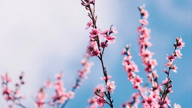 Ssshhhiiittt! – Вишенка