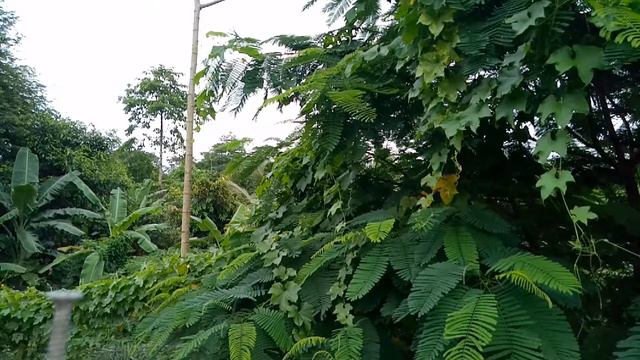 Зеленые деревья и птицы поют на память смотреть онлайн