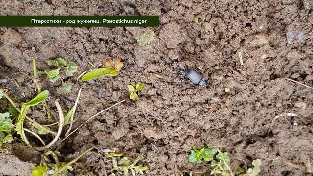 Ёж - польза или вред?