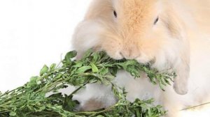 Можно ли давать кроликам люцерну