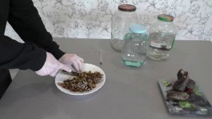 Как правильно настоять струю бобра.