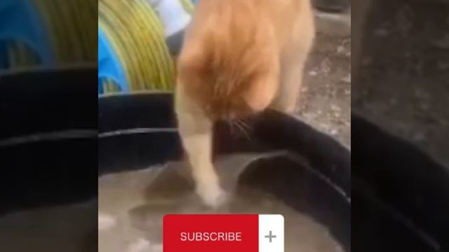 Самые смешные и милые животные*кошка и хомяк*кошка ловит рыбку//Animals life#рекомендации#cat#video смотреть онлайн