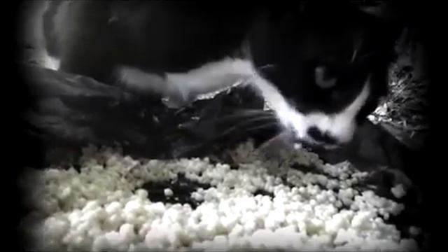 Коты едят перловку(Прикольный диалог).mp4