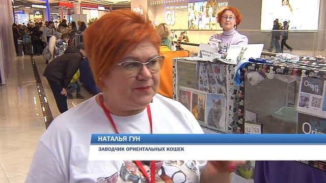 Ориентальная кошка смотреть онлайн