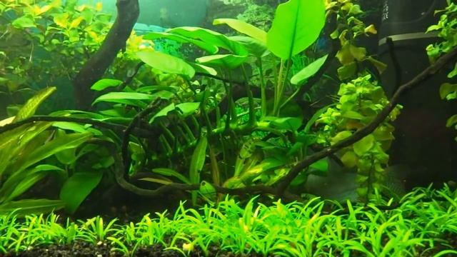 Как избавиться от улиток катушек в аквариуме с помощью хищных улиток Хелен. Личный опыт. смотреть онлайн