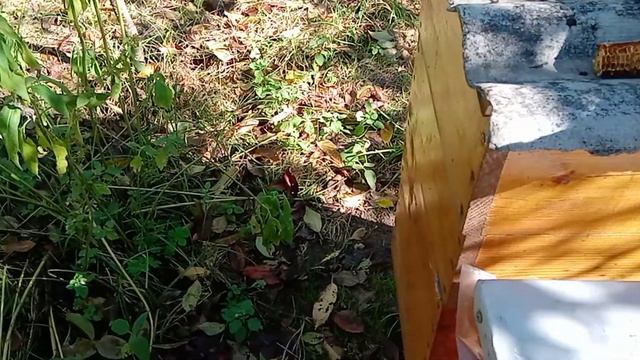 Первый раз за 10 лет обработал пасеку бипином. смотреть онлайн