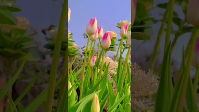 С 8 марта 🧡💙🤍Поздравление к 8 марта ❤❤❤ смотреть онлайн