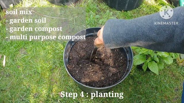 5 easy steps to grow Carolina reaper, grow your own chillies (5 March 23) смотреть онлайн