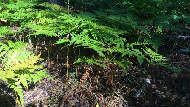 БУЗУЛУКСКИЙ БОР национальный парк