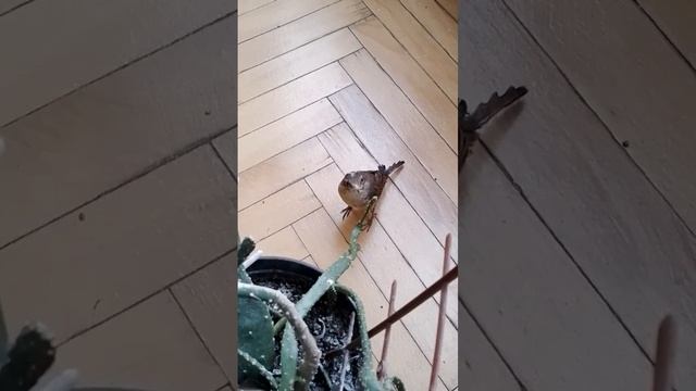 Сорокопут ест кактус? смотреть онлайн