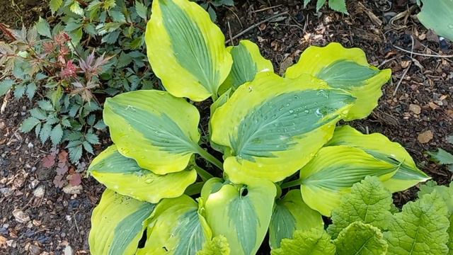 ХОСТА GOODNESS GRACIOUS (ГУДНЕС ГРАЦИОЗ)