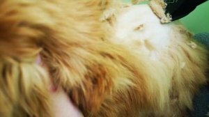 Стрижем кота дома машинкой из Китая \ Стрижка кота своими руками или как подстричь кота