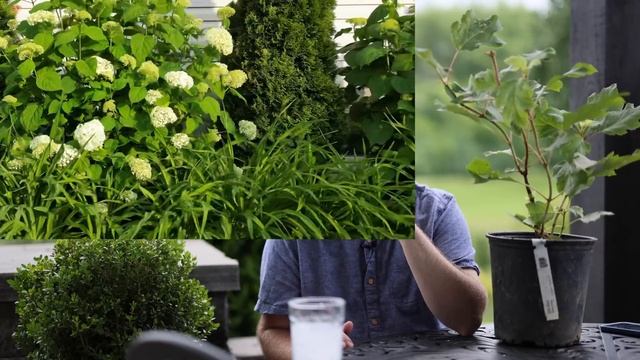Hydrangea Quercifolia Snowcicle (Oakleaf) | New Introduction | The Southerner's Northern Garden смотреть онлайн