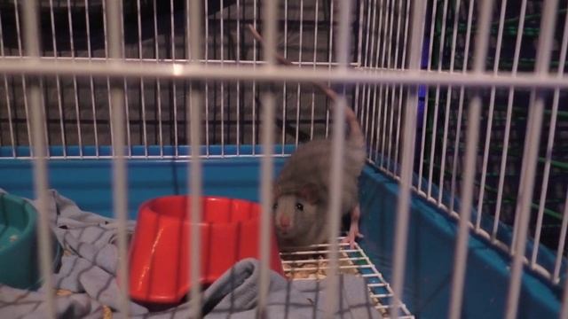 МОИ ПИТОМЦЫ! МОЯ МАЛЕНЬКАЯ КРЫСКА смотреть онлайн