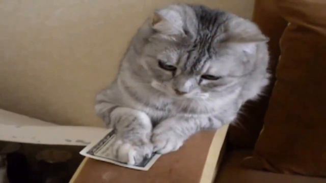Приколы про котов Смешные домашние животные Кошка и денеждки смотреть онлайн