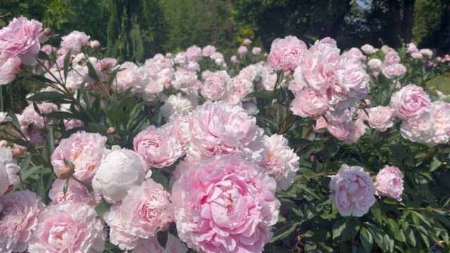 Peony 'Sarah Bernhardt' смотреть онлайн