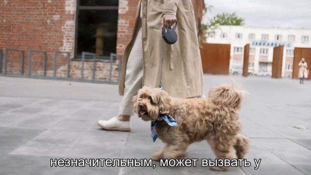 Почему собаки боятся грома и фейерверков смотреть онлайн