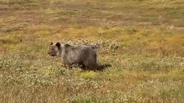 МЕДВЕДЬ АТАКУЕТ! Russian Bear attack me. смотреть онлайн