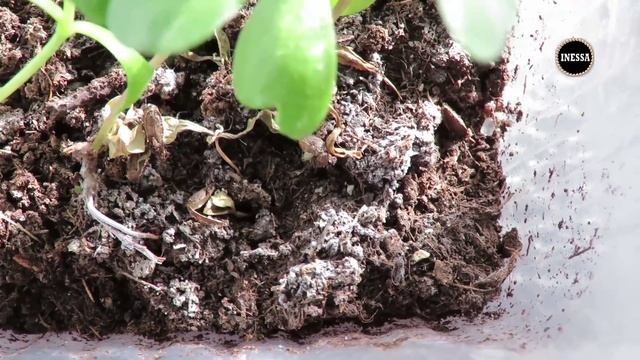 Плесень на рассаде (причины и борьба). Mould on the ground. смотреть онлайн