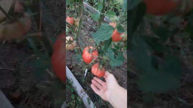 Помидорки с ИНЖИР РОЗОВЫЙ.... смотреть онлайн