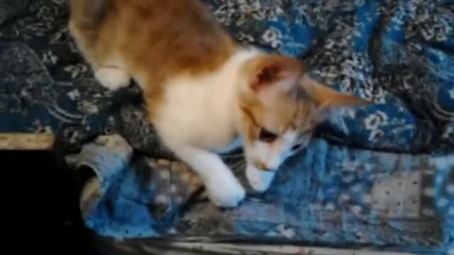 Котята бесплатно. Русская национальная порода. смотреть онлайн