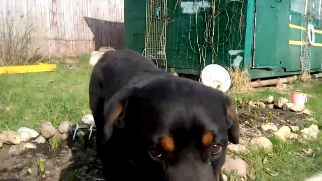 Ротвейлер Пуська сажает цветы.Rottweiler planting flowers смотреть онлайн