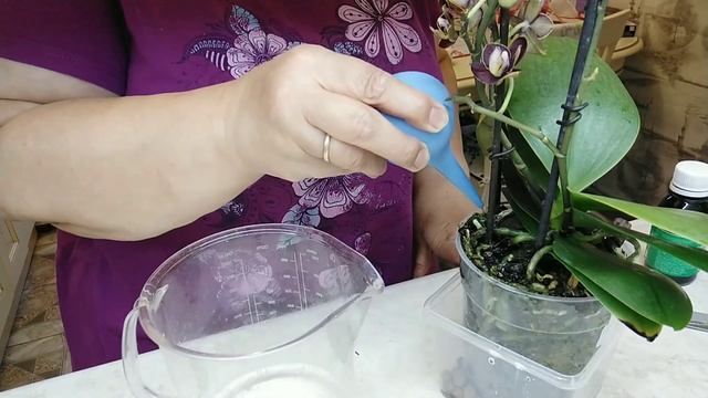 Повторная обработка новенькой орхидеи. смотреть онлайн